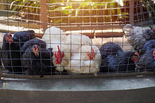 The Ultimate Guide to Chicken Supplies: Keeping Your Flock Healthy with Corid for Chickens